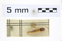 Foto (Dorsalansicht) von Procraerus futiliformis (Schimmel, 2004) (NHMW-ZOO-COL-0008416)